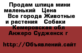 Продам шпица мини маленький › Цена ­ 15 000 - Все города Животные и растения » Собаки   . Кемеровская обл.,Анжеро-Судженск г.